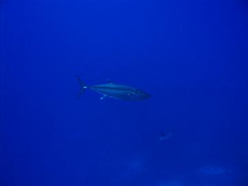 s-dc060948.jpg