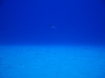 s-dc112513.jpg